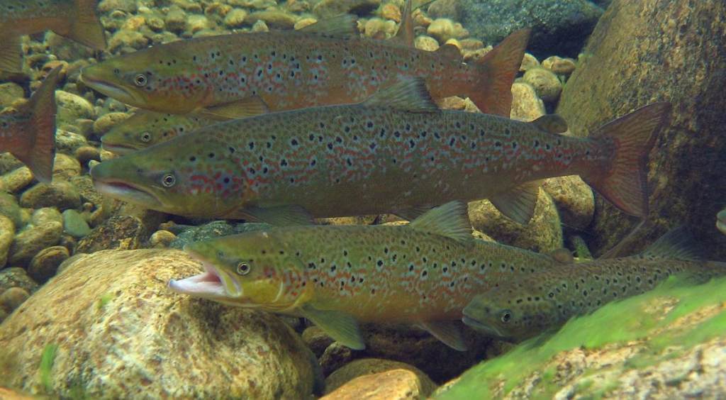 Atlantic salmon in the Teno river. Image © Panu Orell